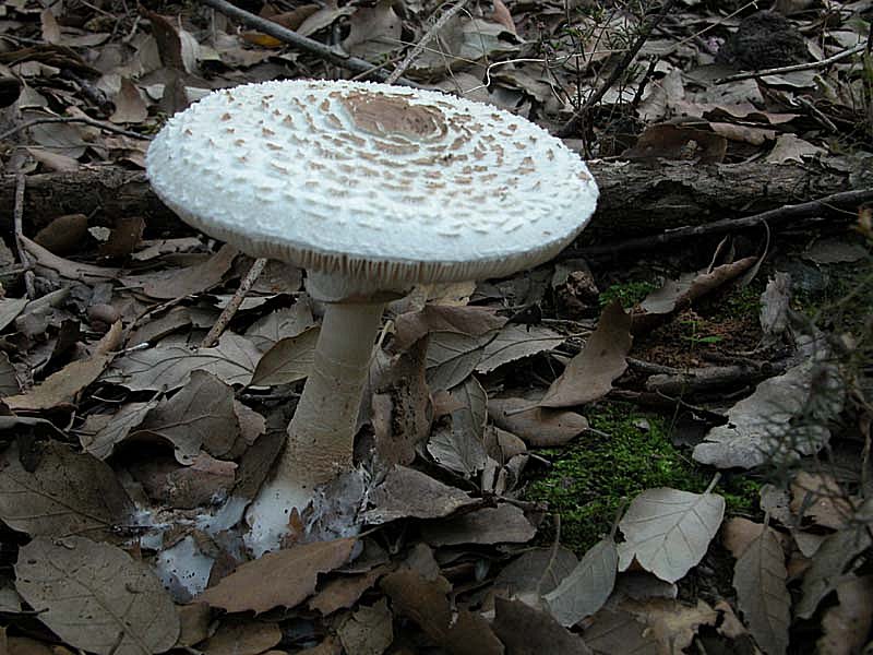 Questa volta una Macrolepiota